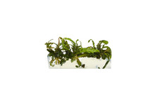 Hygrophila Pinnatifida Tissue Culture