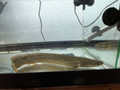 Palmas Bichir 