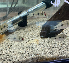 African Butterfly Cichlid