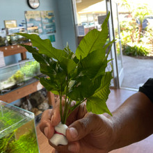 Asian Water Fern (Bolbitis Heteroclita)