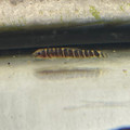 Fire Eyed Loach