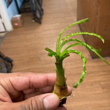 African Onion Plant