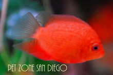 Red (Spotted) Severum 