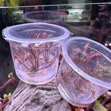 Cryptocoryne Pink Flamingo Tissue Culture