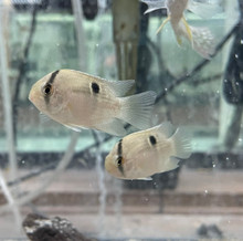 Keyhole Cichlid
