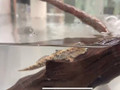 Graceful Mudskipper