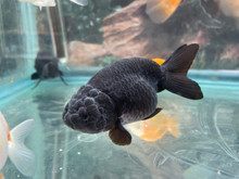 Black Ranchu Goldfish