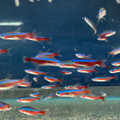 Cardinal Tetra - Jumbo