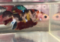 Male Koi Plakat Betta