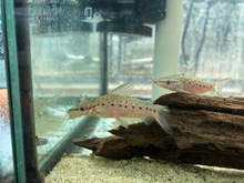 Porthole Catfish