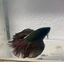 Black Orchid Betta