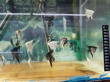 Assorted Angelfish - Small