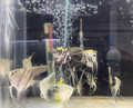 Assorted Angelfish - Large 