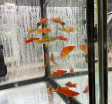 Swordtail - Assorted