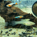 Female Endler's Livebearer / Guppy