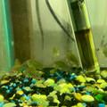 Emerald Green Cory Cat