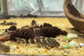 Clown Pleco L-104