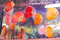 Discus - Assorted - Medium