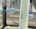 Powder Blue Dwarf Gourami