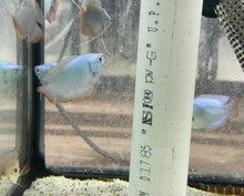 Powder Blue Dwarf Gourami