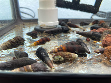 Assorted Rabbit Snail
