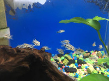 Habrosus Cory Cat