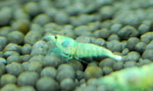 Blue Bolt Shrimp (Bundle of 5)