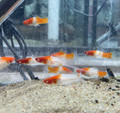 Koi Swordtail