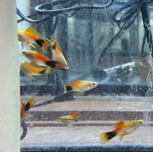Mickey Mouse Swordtail