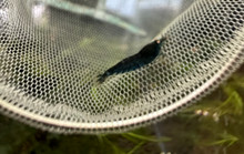 ORANGE EYE BLUE TIGER SHRIMP