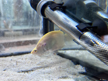 Albino Clown Knifefish