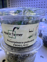 PROSERPINACA PALUSTRIS Aquatic Farmer TISSUE CULTURE