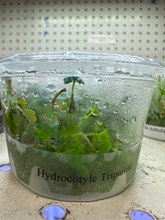 TISSUE CULTURE - HYDROCOTYLE TRIPARTITA