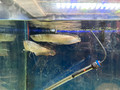 Silver Arowana, XL