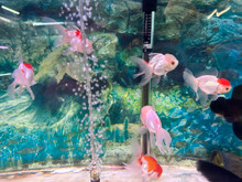 Oranda Goldfish Asst.