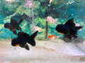 Black Oranda Goldfish Asst.