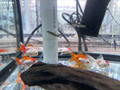 Oranda Goldfish, Assorted RED & WHITE SMALL