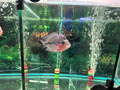 SRD Flowerhorn Juvenile