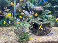 Malawi Cichlid - Assorted