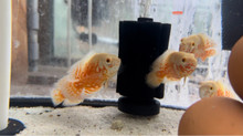 Albino Tiger Oscar Cichlid LARGE
