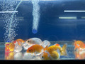 Red & White Ranchu Goldfish