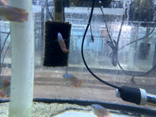 Neon Dwarf Gourami