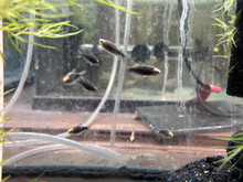 Black Emperor Tetra