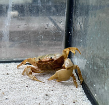 hana　camvil crab 2p camvil