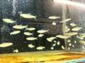 Golden Rummynose Tetra