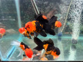 Black/Orange Oranda Goldfish