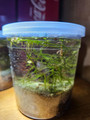 Microfauna Culture Cups - Your Miniature Ecosystem!