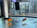 Oranda Goldfish SMALL Assorted