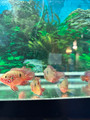 Short Body Red Jewel Cichlid