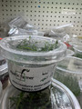 Heteranthera Zosterifolia UNS Tissue Culture